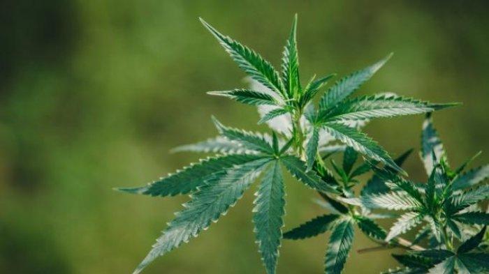 larangan penggunaan ganja di Thailand